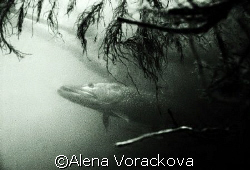 Late summer in dam Czech Republic, this pike was over 1 m... by Alena Vorackova 